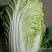 江苏盐城黄心白菜无虫眼，无黑心，量大优惠，产地直发
