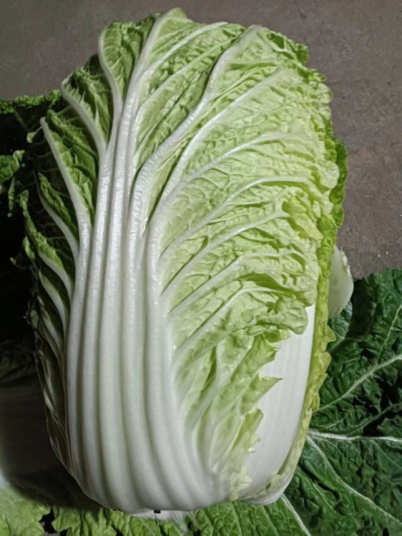 江苏盐城黄心白菜无虫眼，无黑心，量大优惠，产地直发