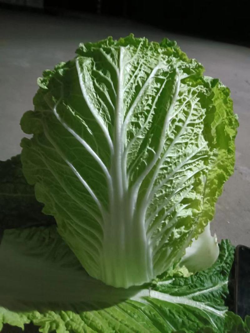 江苏盐城黄心白菜无虫眼，无黑心，量大优惠，产地直发