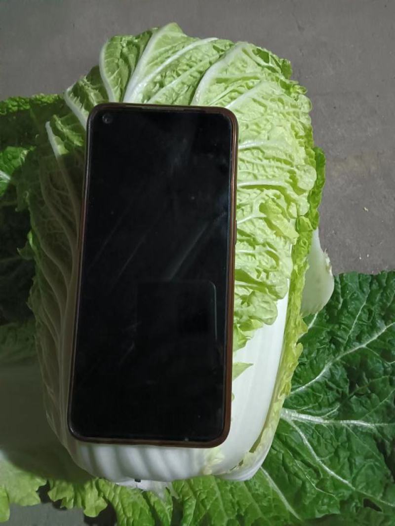 江苏盐城黄心白菜无虫眼，无黑心，量大优惠，产地直发
