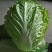 江苏盐城黄心大白菜无虫眼无黑心量大优惠视频看货