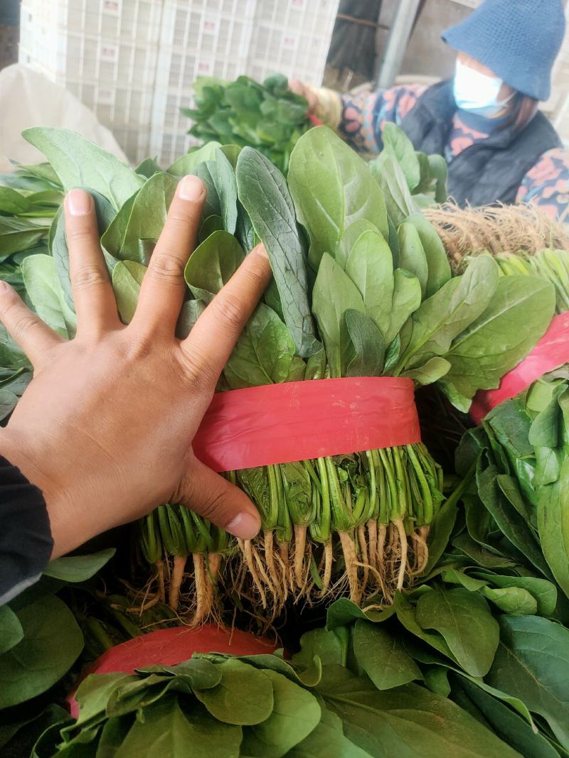 【热卖】滑县优质大叶菠菜质量好价格低视频看货欢迎来电