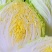 江苏盐城黄心白菜无虫眼，无黑心，量大优惠，产地直发