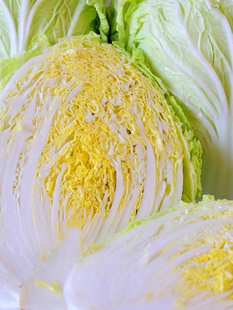 江苏盐城黄心白菜无虫眼，无黑心，量大优惠，产地直发
