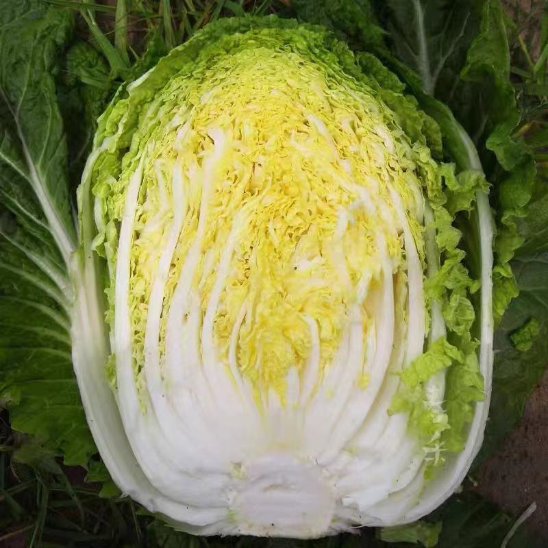 江苏盐城黄心白菜无虫眼，无黑心，量大优惠，产地直发