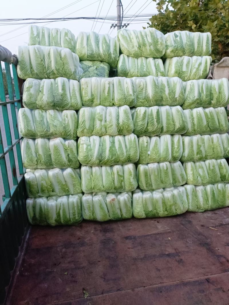 白菜山东白菜北京三号白菜，大白菜净菜标准，畅销各大商超