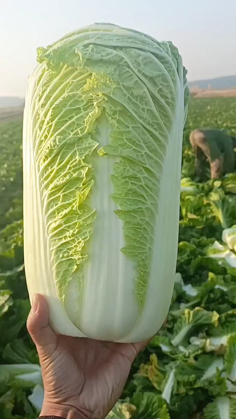 白菜山东白菜北京三号白菜，大白菜净菜标准，畅销各大商超