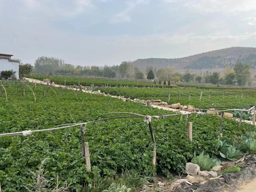野芹菜花种植基地航拍图