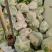 松花菜有机花湖北省当阳市菜花大量现货供应全国发售