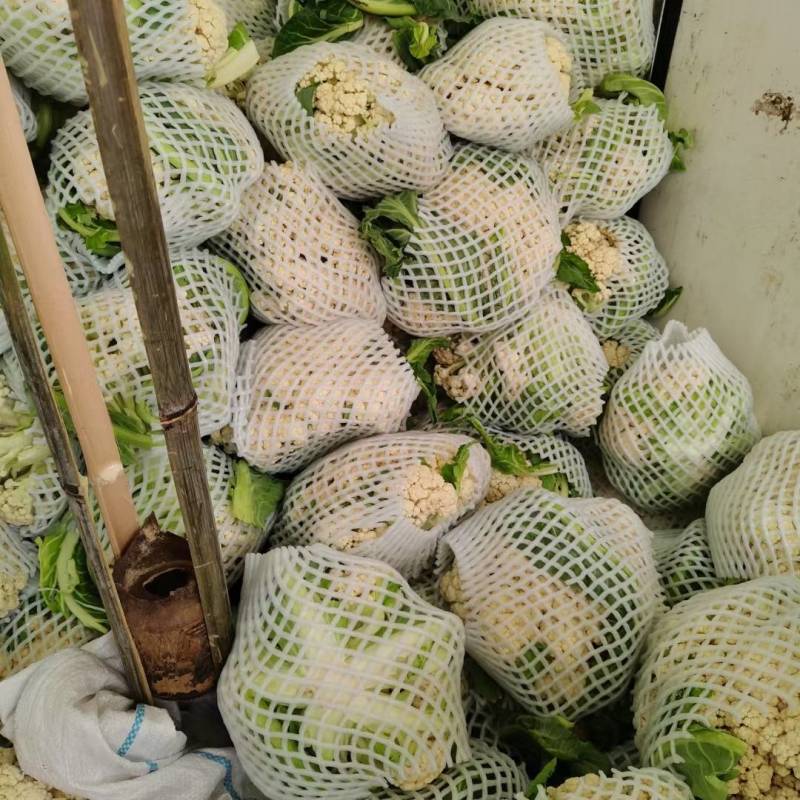松花菜有机花湖北省当阳市菜花大量现货供应全国发售