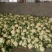 【热卖】有机80花菜，产地发货供，现货上市，欢迎来电咨询