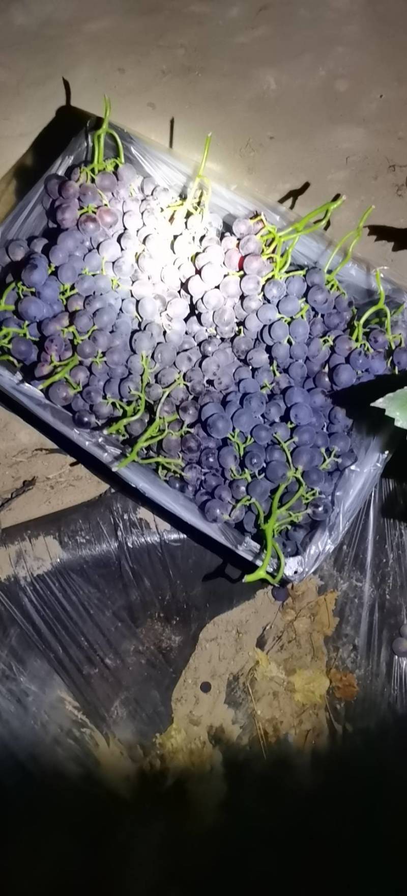 葡萄