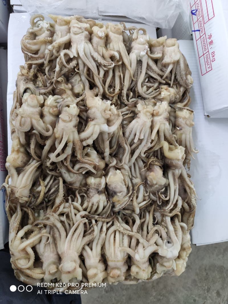 赤道鱿鱼12.5公斤，20公斤两种特小条，小条，中条