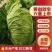 江苏盐城黄心大白菜无虫眼无黑心量大优惠视频看货
