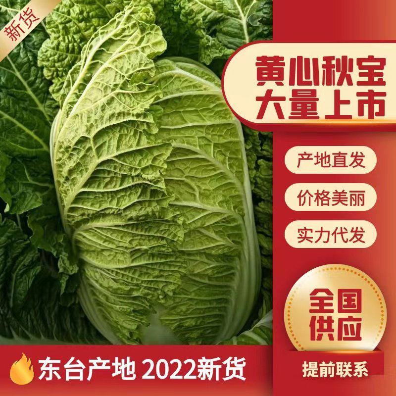 江苏盐城黄心大白菜无虫眼无黑心量大优惠视频看货