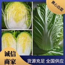 江苏盐城黄心白菜无虫眼，无黑心，量大优惠，产地直发