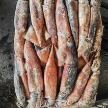 赤道鱿鱼12.5公斤，20公斤两种特小条，小条，中条