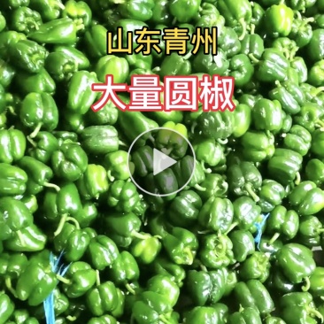 青州产地大量圆椒，可供市场、超市、电商等，全国发货