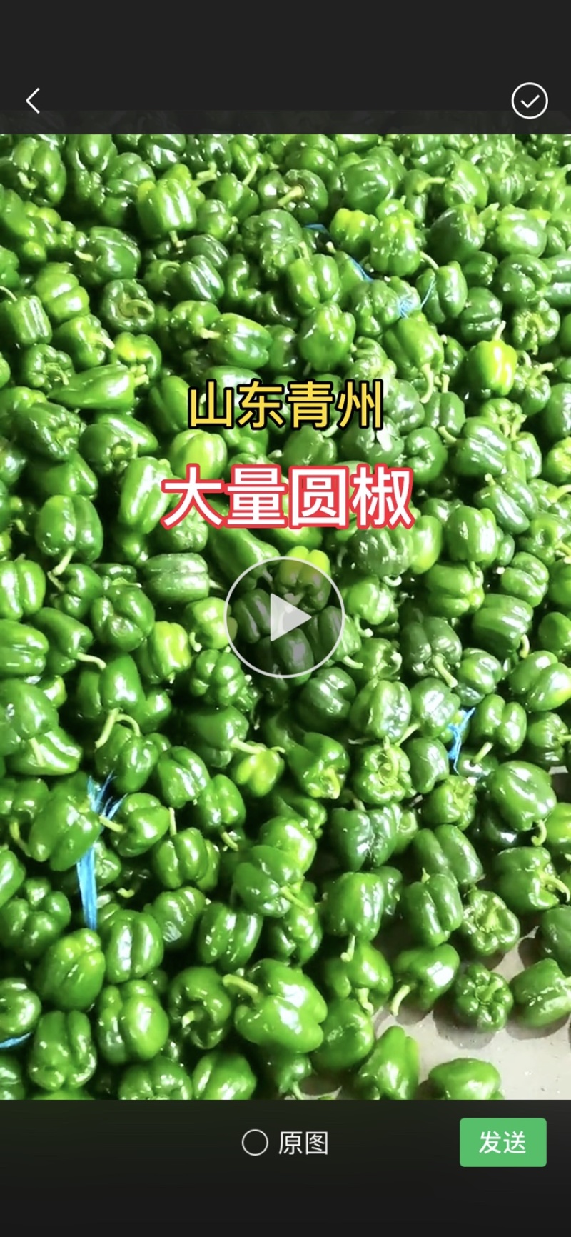 青州产地大量圆椒，可供市场、超市、电商等，全国发货