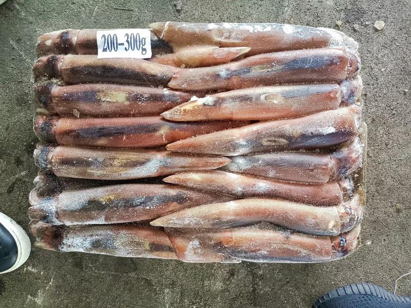 精品海鲜阿鱿鱼，12.5公斤一件，编织袋包装，规格齐全