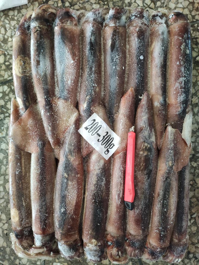 精品海鲜阿鱿鱼，12.5公斤一件，编织袋包装，规格齐全