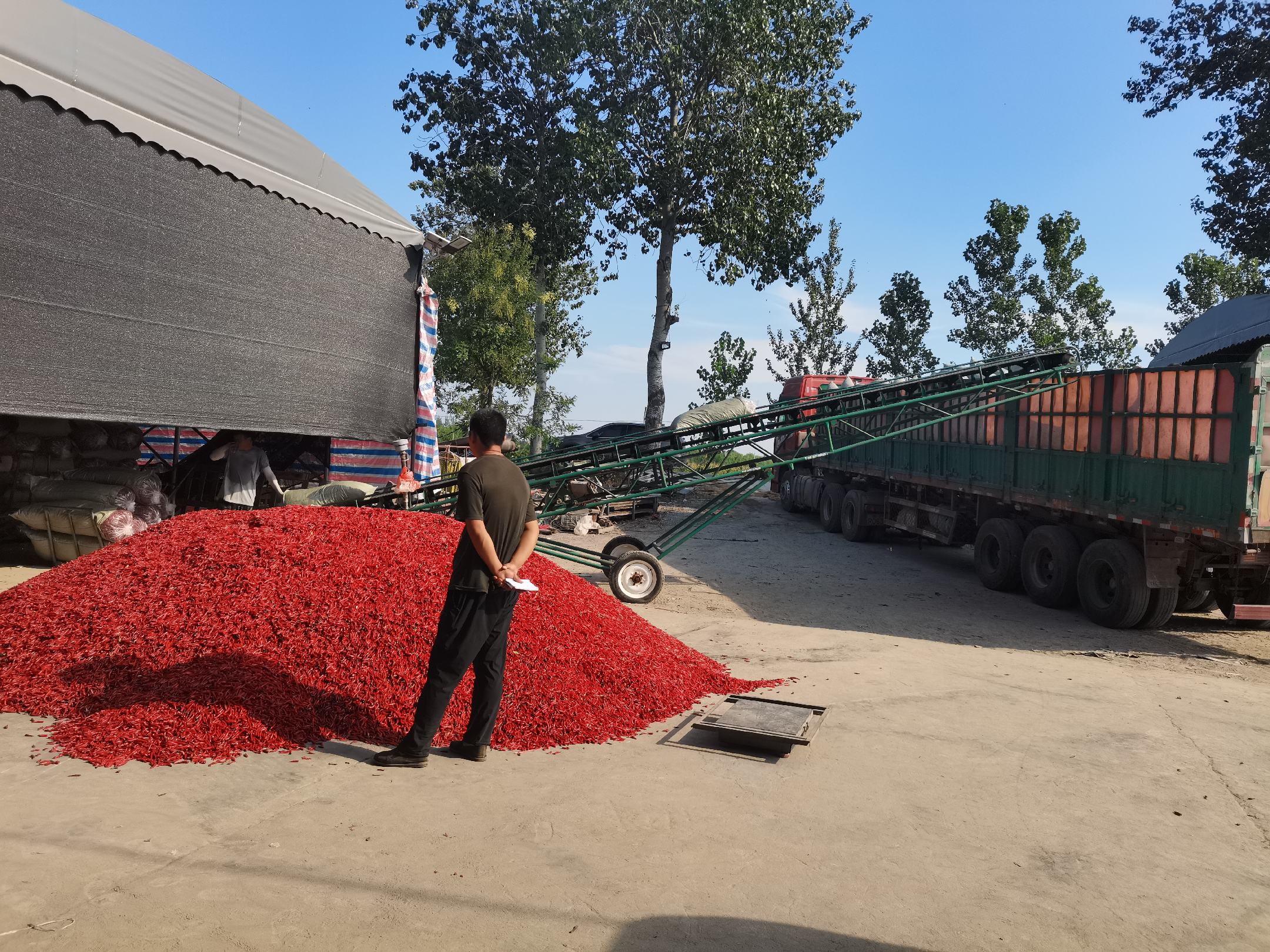 椒椒树嫁接操作过程