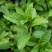 十香菜种籽种子河南十香菜薄荷食用鱼香草四季鱼香菜盆栽孑