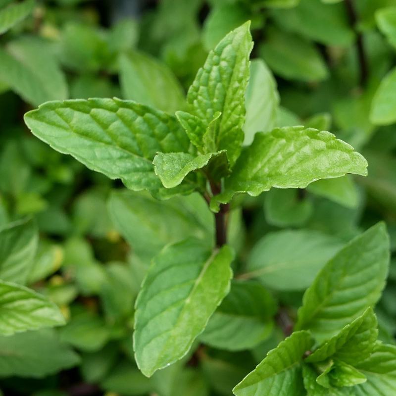 十香菜种籽种子河南十香菜薄荷食用鱼香草四季鱼香菜盆栽孑