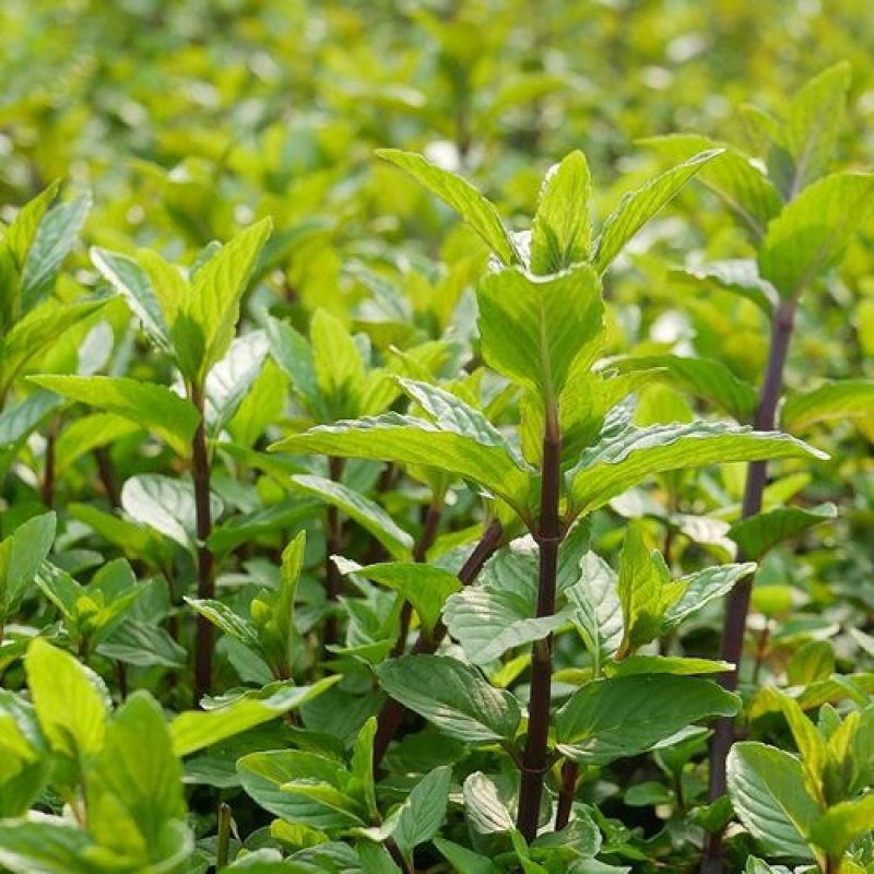十香菜种籽种子河南十香菜薄荷食用鱼香草四季鱼香菜盆栽孑