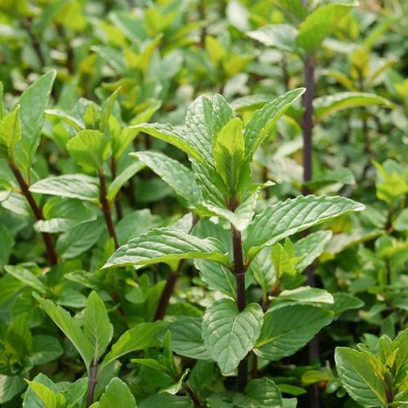 十香菜种籽种子河南十香菜薄荷食用鱼香草四季鱼香菜盆栽孑