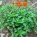 十香菜种籽种子河南十香菜薄荷食用鱼香草四季鱼香菜盆栽孑