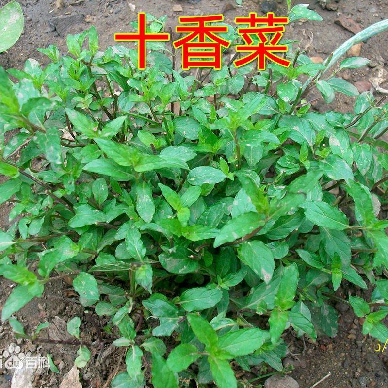 十香菜种籽种子河南十香菜薄荷食用鱼香草四季鱼香菜盆栽孑
