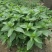 十香菜种籽种子河南十香菜薄荷食用鱼香草四季鱼香菜盆栽孑