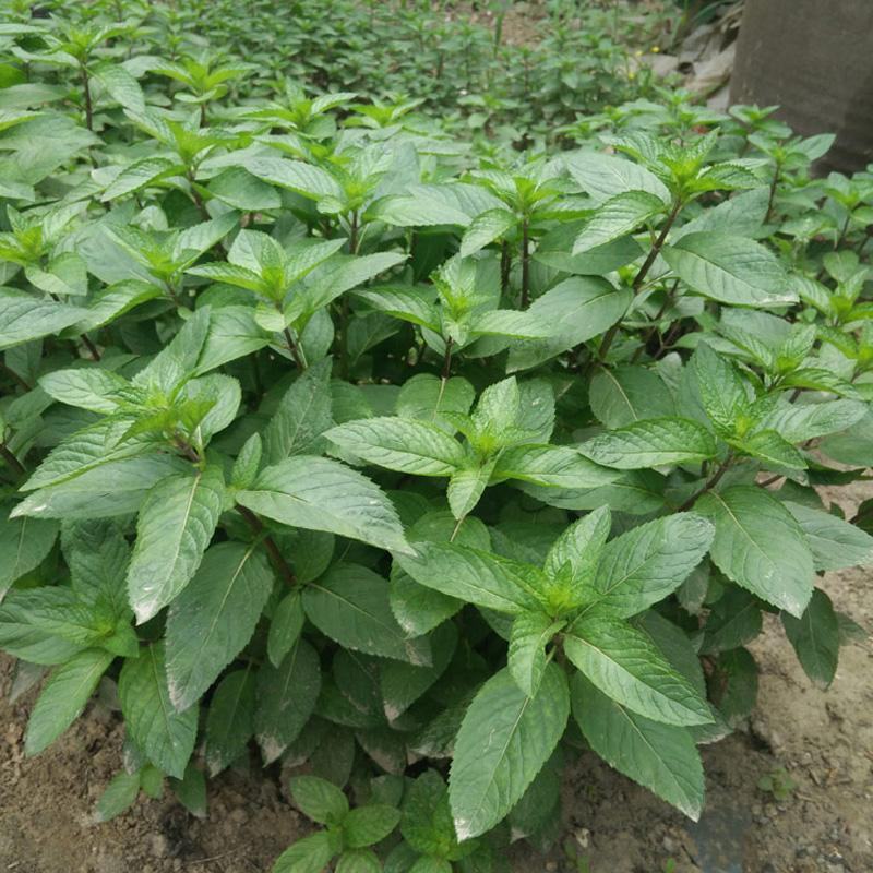 十香菜种籽种子河南十香菜薄荷食用鱼香草四季鱼香菜盆栽孑
