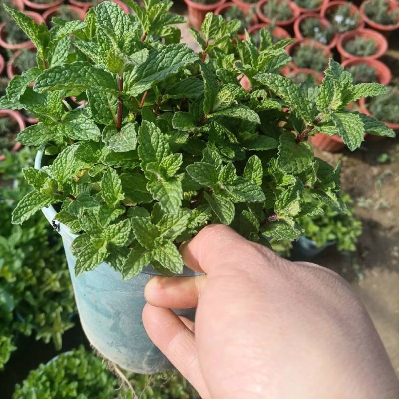 十香菜种籽种子河南十香菜薄荷食用鱼香草四季鱼香菜盆栽孑