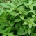 十香菜种籽种子河南十香菜薄荷食用鱼香草四季鱼香菜盆栽孑