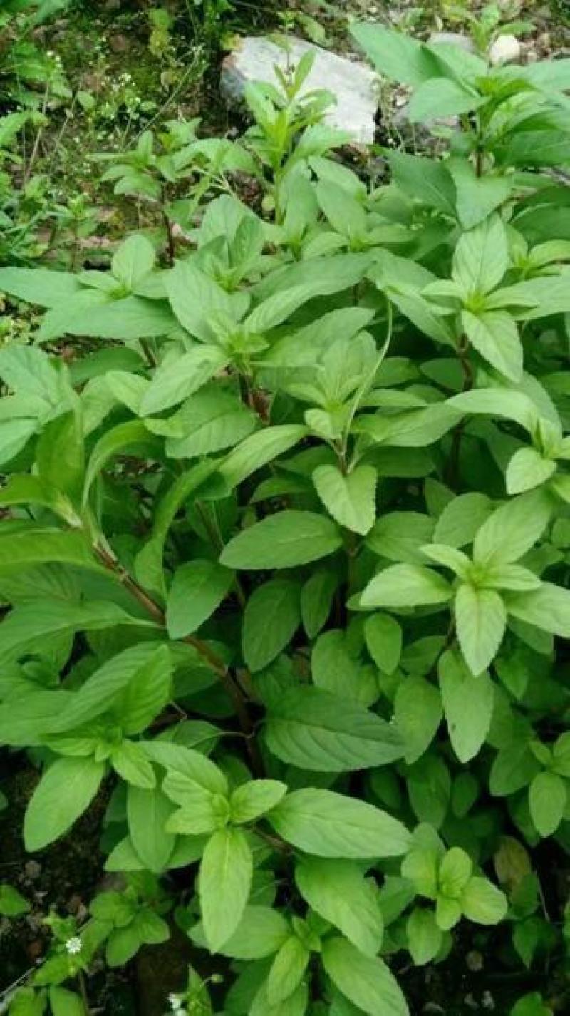 十香菜种籽种子河南十香菜薄荷食用鱼香草四季鱼香菜盆栽孑