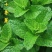 十香菜种籽种子河南十香菜薄荷食用鱼香草四季鱼香菜盆栽孑