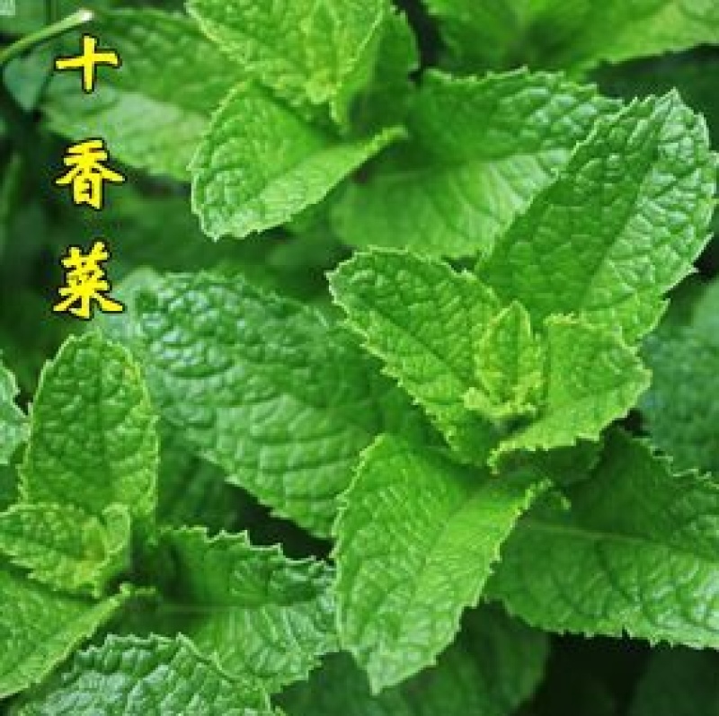 十香菜种籽种子河南十香菜薄荷食用鱼香草四季鱼香菜盆栽孑