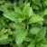 十香菜种籽种子河南十香菜薄荷食用鱼香草四季鱼香菜盆栽孑