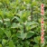 十香菜种籽种子河南十香菜薄荷食用鱼香草四季鱼香菜盆栽孑