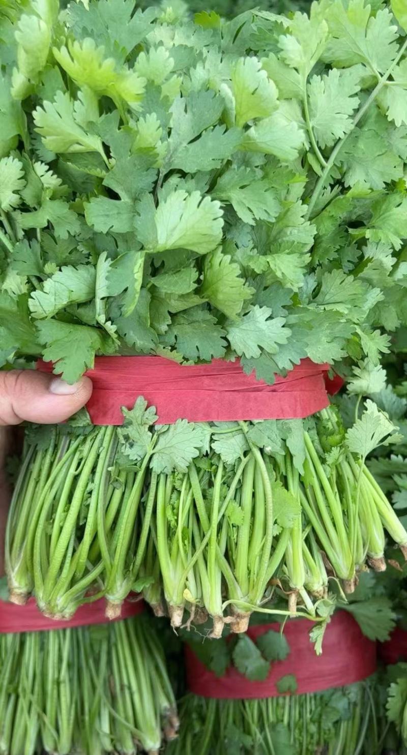 江苏精品香菜，不高不矮，根粗叶绿，产地直发，品质保证