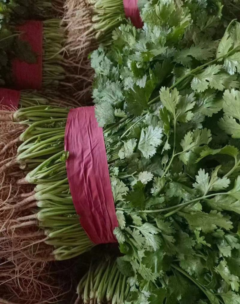 江苏精品香菜，不高不矮，根粗叶绿，产地直发，品质保证