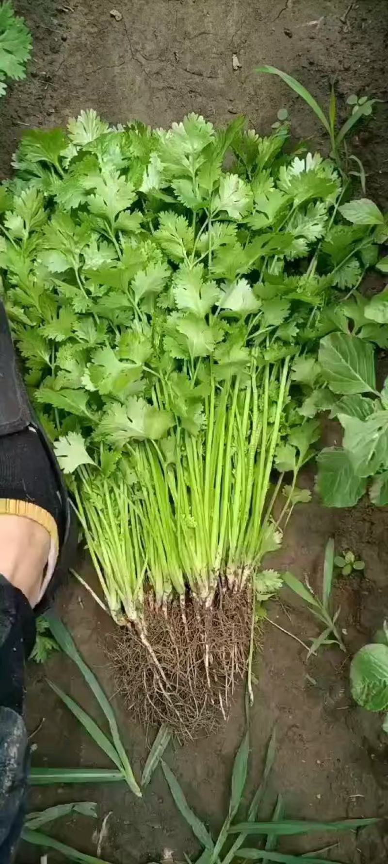 江苏精品香菜，不高不矮，根粗叶绿，产地直发，品质保证