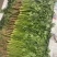 江苏精品香菜，不高不矮，根粗叶绿，产地直发，品质保证