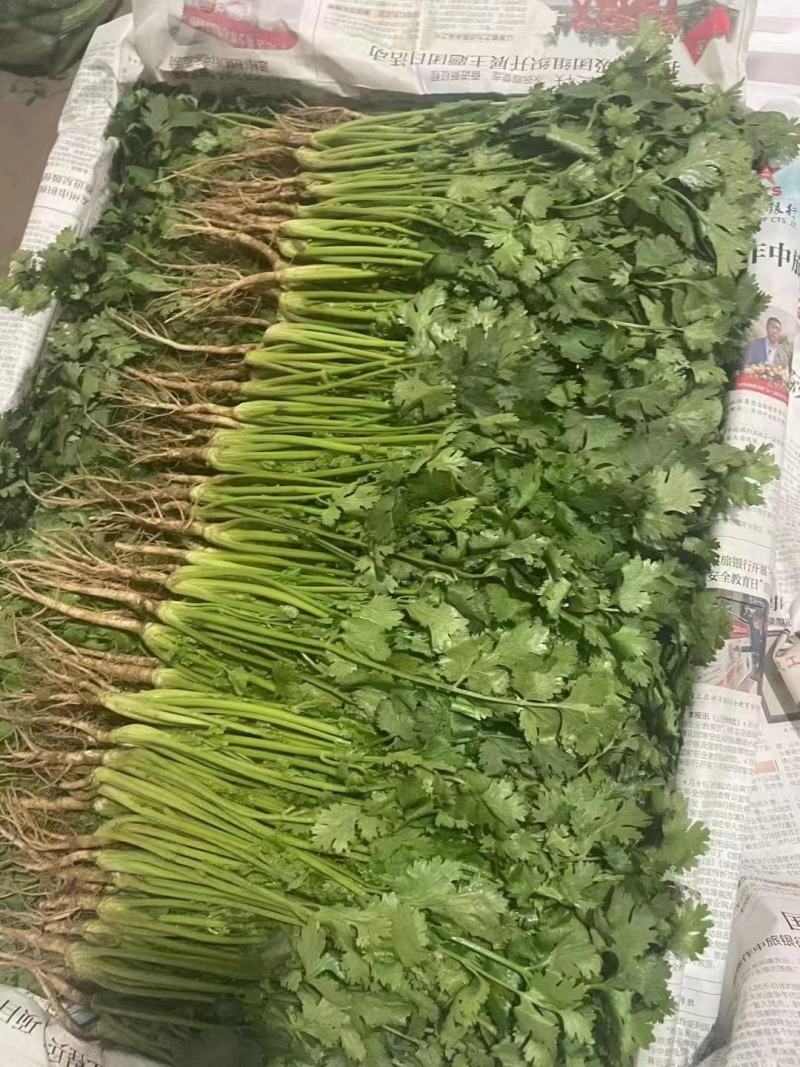 江苏精品香菜，不高不矮，根粗叶绿，产地直发，品质保证