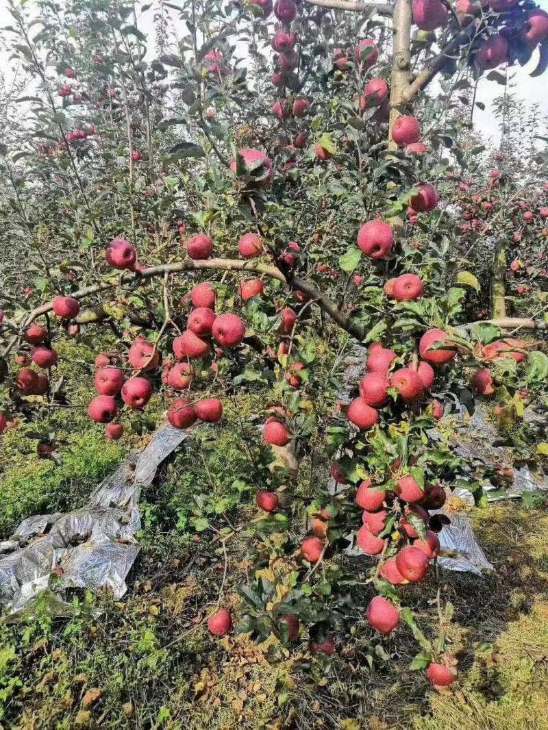 【推荐】精品云南昭通冰糖心苹果，产地货源，大量上市