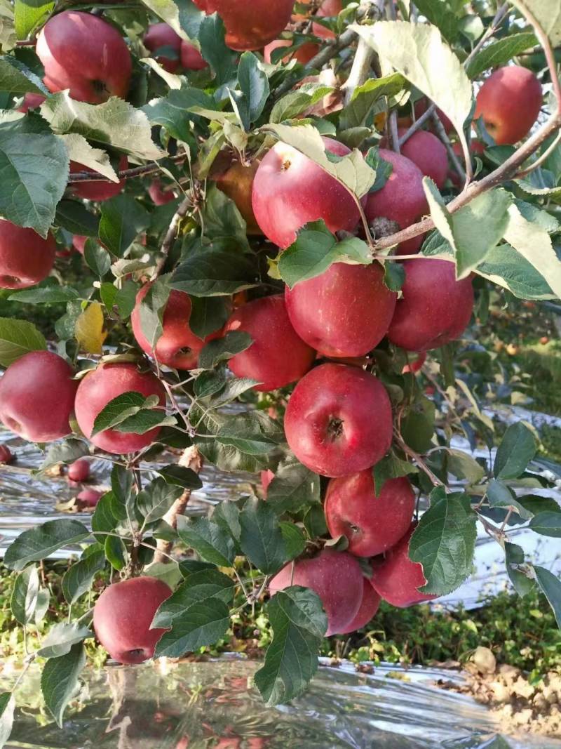 【推荐】精品云南昭通冰糖心苹果，产地货源，大量上市