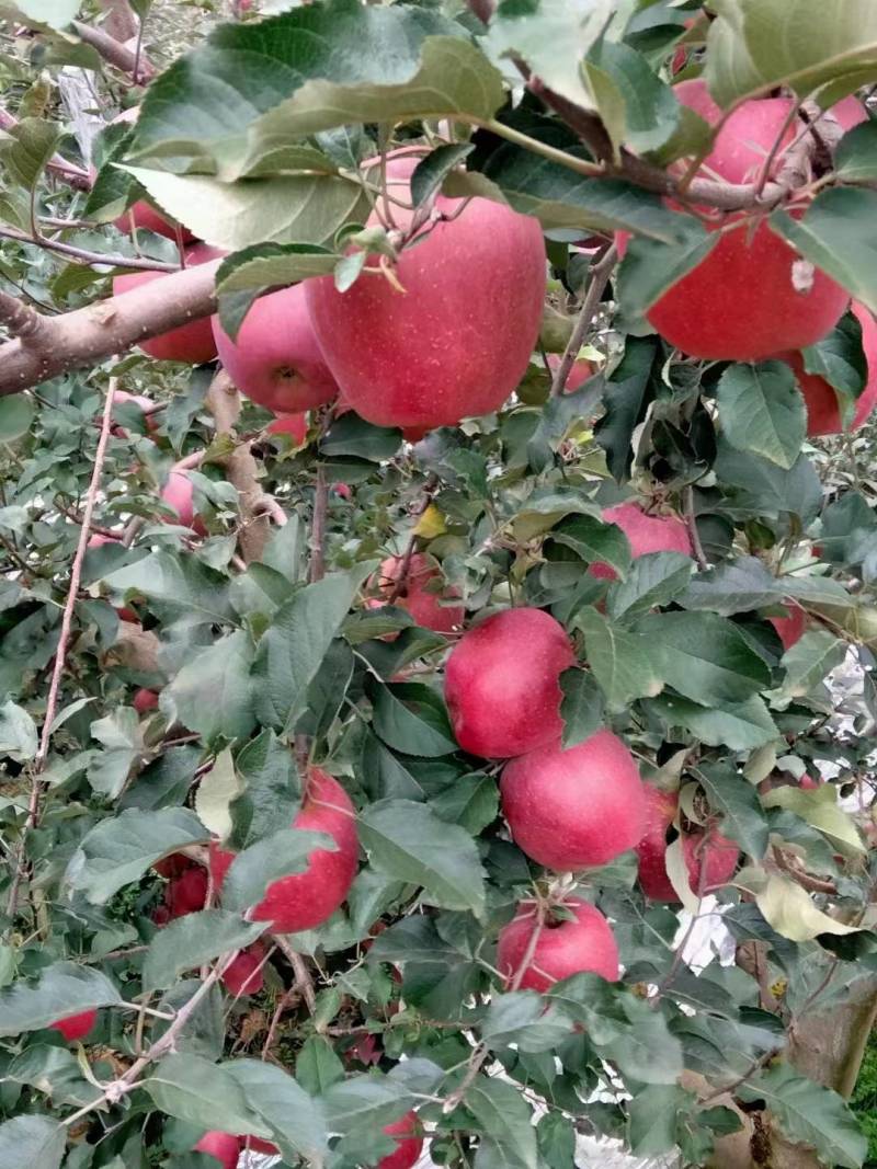 【推荐】精品云南昭通冰糖心苹果，产地货源，大量上市