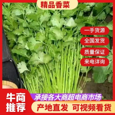 江苏精品香菜，不高不矮，根粗叶绿，产地直发，品质保证